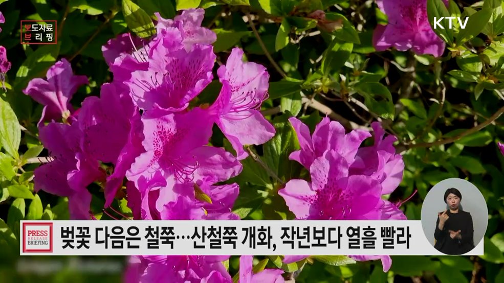 봄을 물들이는 철쭉, 개화 시작