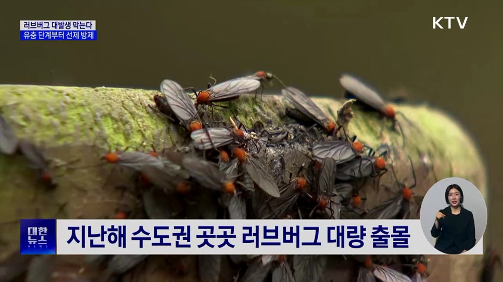 러브버그 대발생 막는다···유충 단계부터 선제 방제