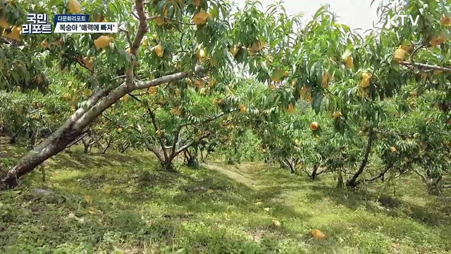 제철 과일 복숭아 축제, 다양한 품종·체험 즐겨