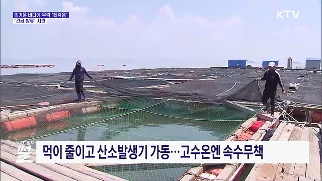 고수온에 양식장 물고기 폐사...'긴급 방류' 지원