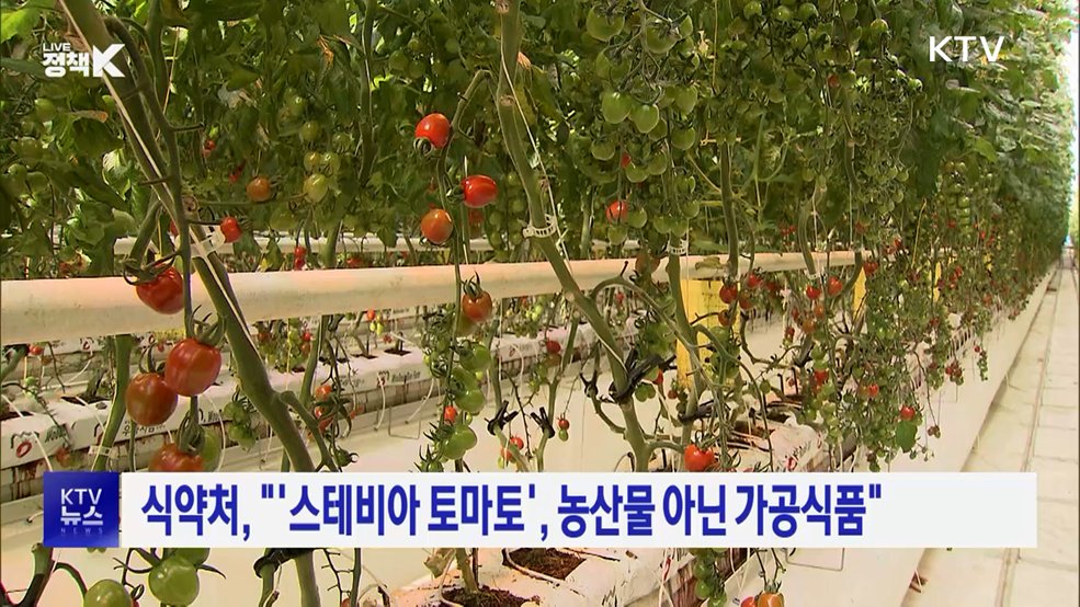 식약처, "'스테비아 토마토', 농산물 아닌 가공식품"