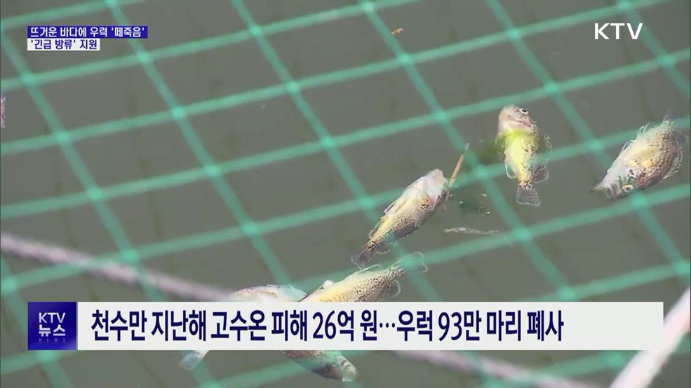 고수온에 양식장 물고기 폐사···'긴급 방류' 지원