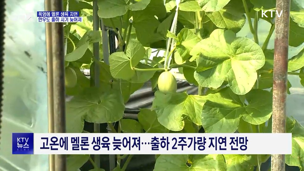 농축산 현장 덮친 폭염···가축피해 이틀 새 28만 마리↑