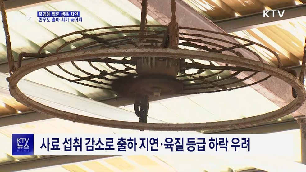농축산 현장 덮친 폭염···가축피해 이틀 새 28만 마리↑