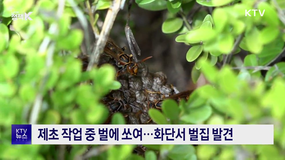 폭염·메마른 날씨에 벌집 '쑥쑥'···소방대원 사투