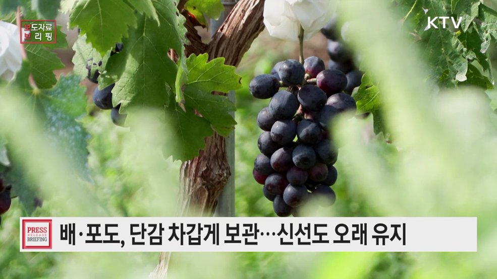 추석 과일·채소 보관, '온도·수분·에틸렌'이 신선도 좌우