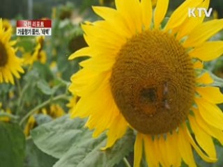 가을향기 물씬, '태백' 야생화 만발 [국민리포트]