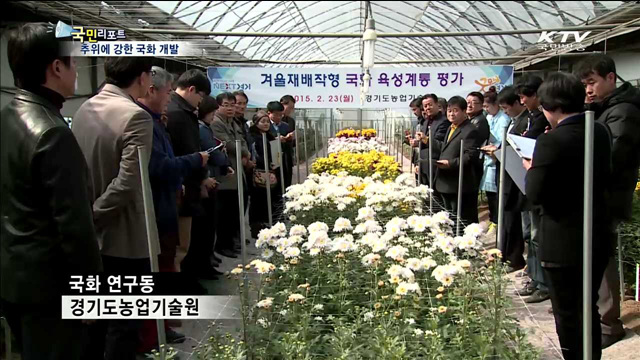 추위에 강한 신품종 국화…수출 경쟁력 높다