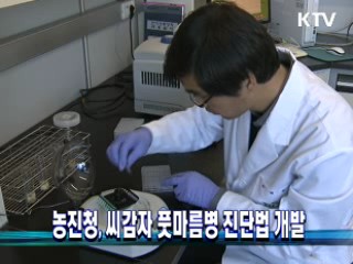 농진청, 씨감자 풋마름병 진단법 개발