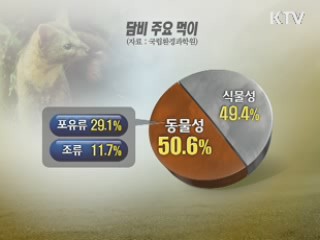 최상위 포식자 담비, 호랑이 자리 꿰찼다