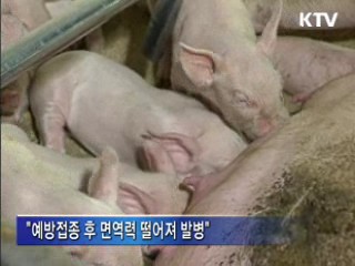 영천 구제역 재발…긴급 방역 조치