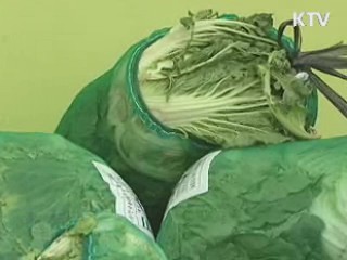 "오는 주말 배추값 4천원대 하락 전망"