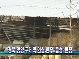 경북 영양 구제역 의심 한우 '음성' 판정