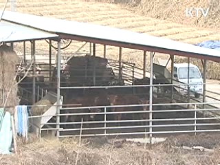 인접 지자체 구제역 확산 차단 총력