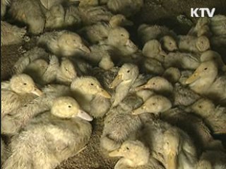 "AI 바이러스 철새가 유입, 사람이 확산"