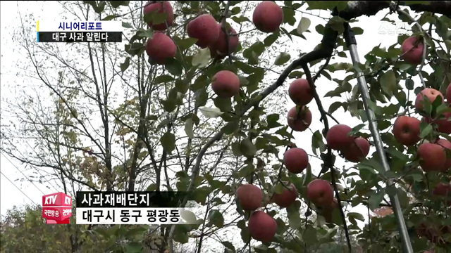 평광동 '대구 사과' 명맥 잇는다