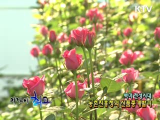 백마 전성시대 - 농촌진흥청의 신품종개발기 [이것이 최고]
