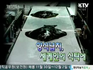 양식넙치, 세계인의 식탁에 [이것이 최고]