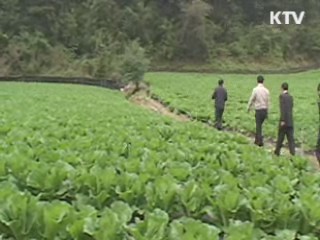 "이달 중순 이후 배추값 안정세 전망"