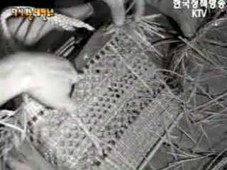 농가부업(`62)