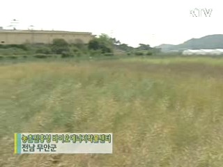 유채꽃의 재발견 [현장 포커스]