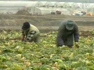 당정, 배추 매점매석 단속 강화