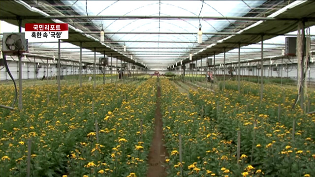 한겨울 국화 수확으로 갑오년 연다 [국민리포트]