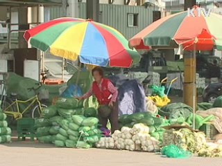 농협, 배추 1천톤 30% 할인 판매