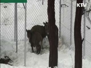 1급 멸종위기 산양, 백두대간에 서식