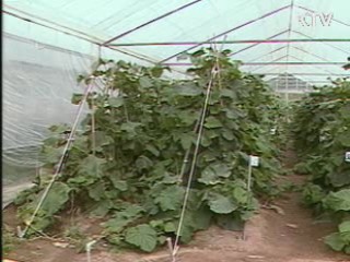 전국 기습한파…농작물 관리 주의