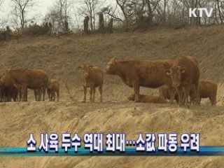 소 사육 두수 역대 최대…소값 파동 우려