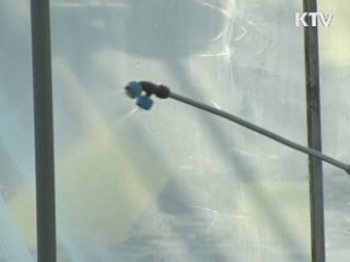 '금보다 비싼 종자' 개발…시장 선점