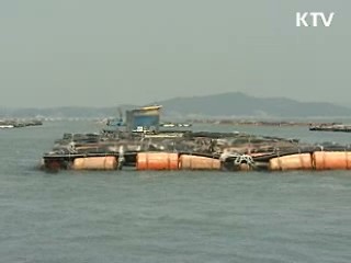 전국 연안어장 '해파리 경계경보' 발령