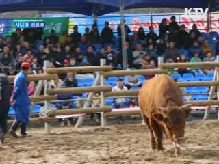 전국 싸움소 창원서 격돌 [시니어 리포트]