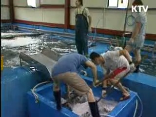 양식어업 육성에 1조3천억원 투입