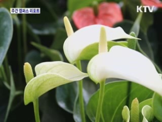 세종로공원 가을꽃시장 열려