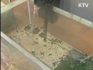 인천, '반딧불이' 인공사육 추진