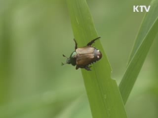 생태의 보고 담양습지를 가다