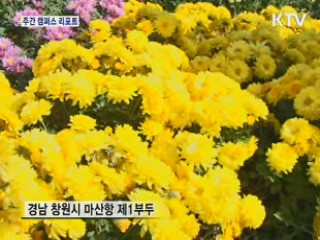 마산만, 1억송이 국화 대향연 [캠퍼스 리포트]