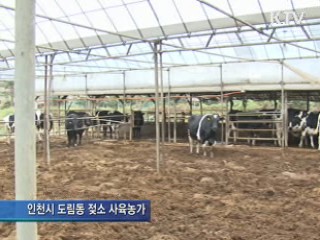 유산균 미생물로 구제역 예방