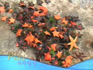 플러스 바다영상