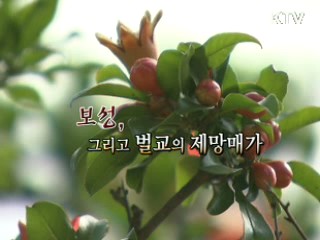 보성, 그리고 벌교의 제망매가 [문화공감 대한민국]