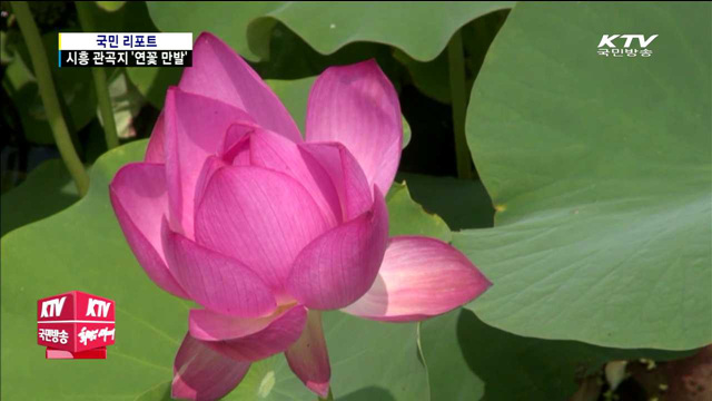 시흥 관곡지, 순백·연분홍 연꽃의 향연