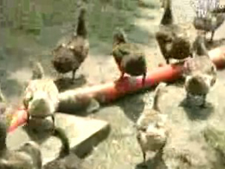 천안에서 `7번째 조류인플루엔자` 발생