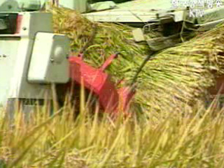 정부 공공비축미 20일 부터 매입 개시