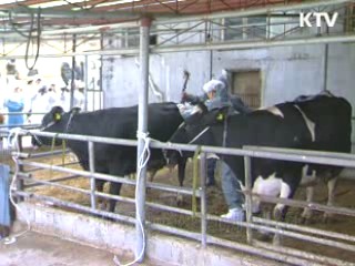 구제역 종식…축산업 면허제 도입 추진