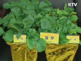 친환경 비료 '녹비작물' 개발 본격화