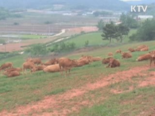 전남도, '동물복지형 축산' 선도한다