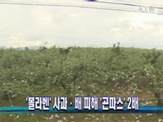 '볼라벤' 사과·배 피해 '곤파스' 2배