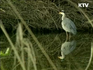 "낙차공 설치, 생태 파괴 없을 것"